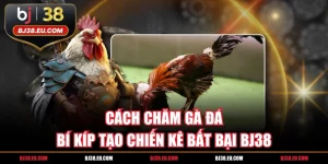 Cách Chăm Gà Đá - Bí Kíp Tạo Chiến Kê Bất Bại BJ38