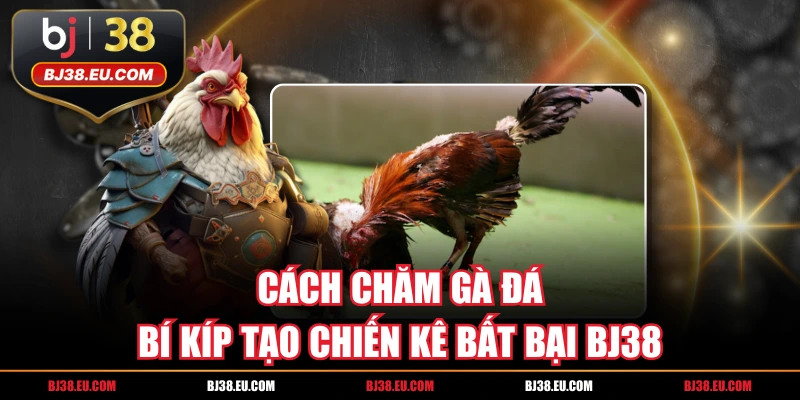 Cách Chăm Gà Đá - Bí Kíp Tạo Chiến Kê Bất Bại BJ38