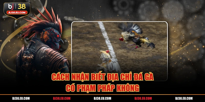 Cách nhận biết địa chỉ đá gà có phạm pháp không