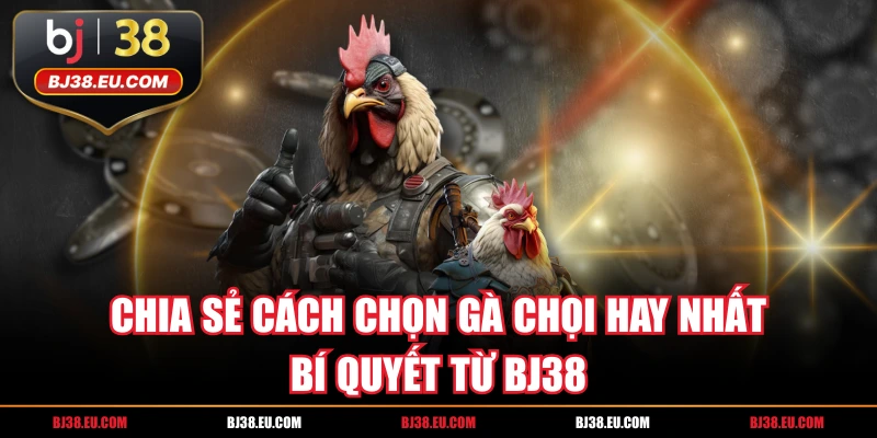 Chia Sẻ Cách Chọn Gà Chọi Hay Nhất - Bí Quyết Từ BJ38