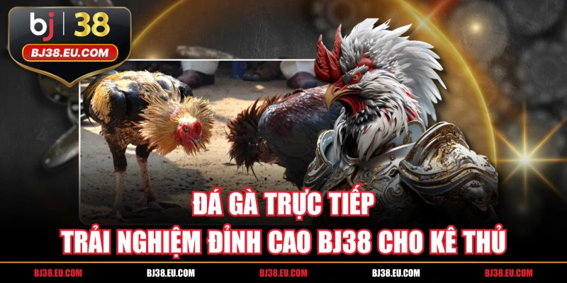 Đá Gà Trực Tiếp - Trải Nghiệm Đỉnh Cao BJ38 Cho Kê Thủ